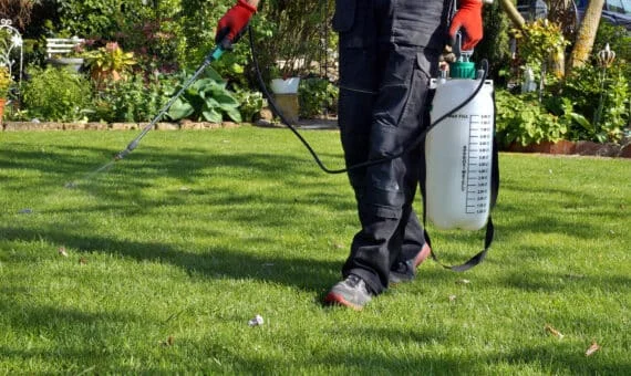 spraying a lawn