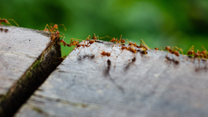 A line of ants crossing a gap in a wooden surface, demonstrating their ability to form bridges and invade homes