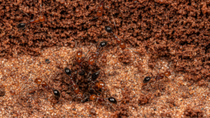 A close-up of fire ants swarming around their mound in the soil