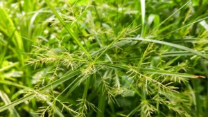 Close-up of nutsedge, a persistent weed in lawns and gardens