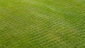 A lawn with small holes from aeration