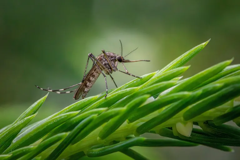 Close-up image of a mosquito on a plant stem