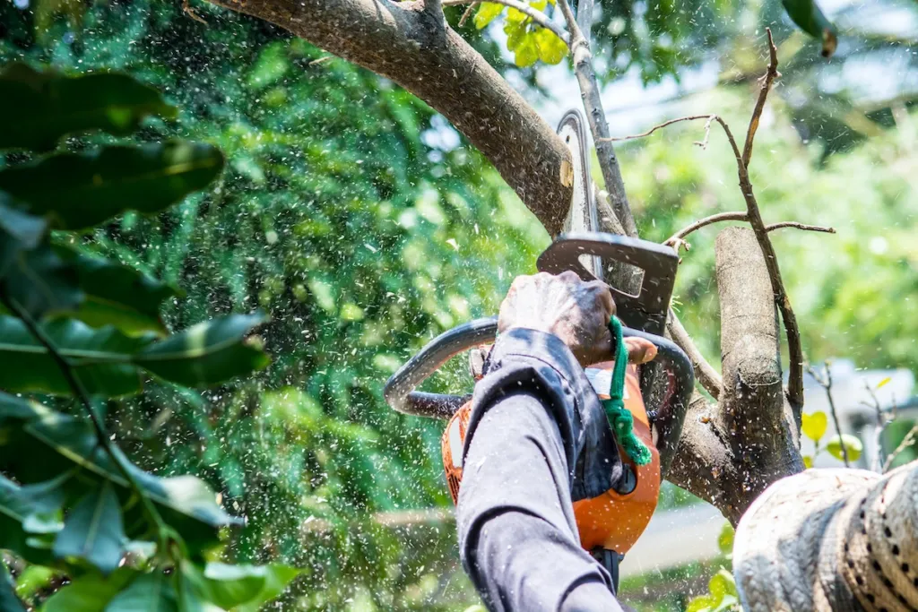 Tree-trimming-Services