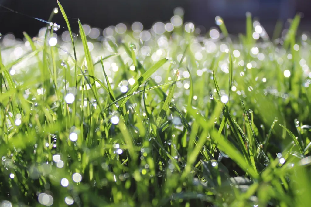 Expert Advice on Dethatching Your Lawn in Dallas, TX