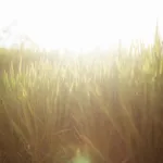 Yard Getting Scorched? Summer Lawn Fertilizer Tips & More