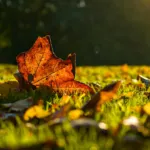 The Dos & Don’ts of Fall Fertilizer in Dallas-Fort Worth