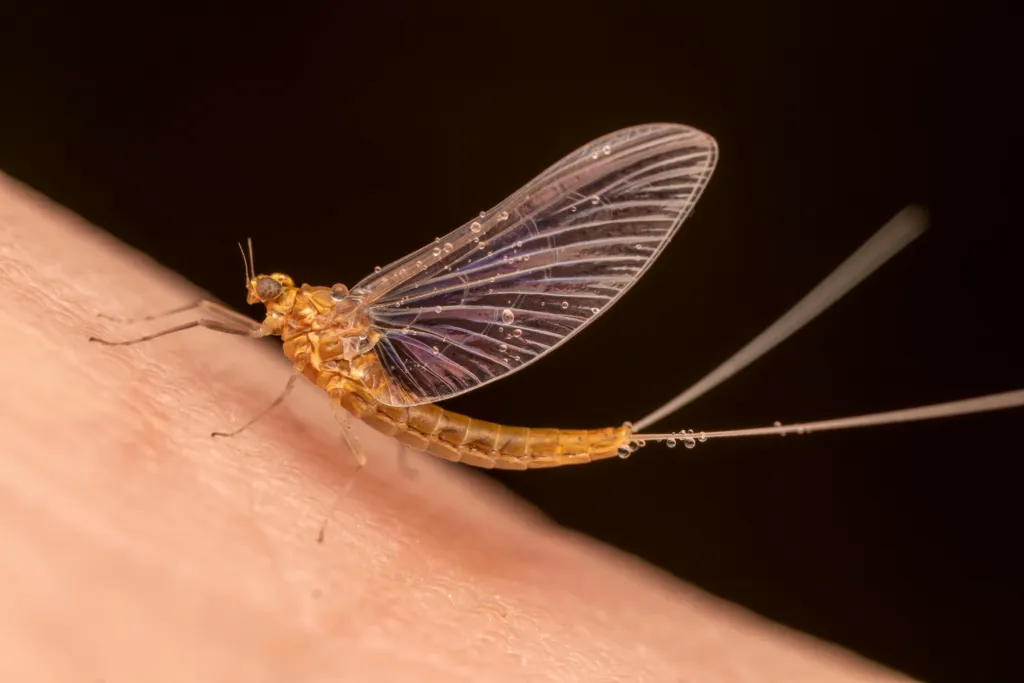 All You Need to Know About Mayflies in Dallas 