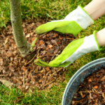 What Is Mulch Used for on Your Lawn & Landscape? 