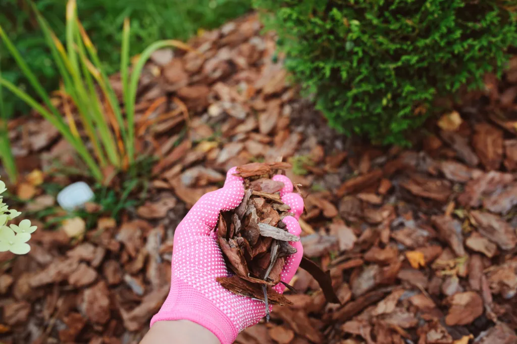Pro Advice for Mulching Leaves in DFW